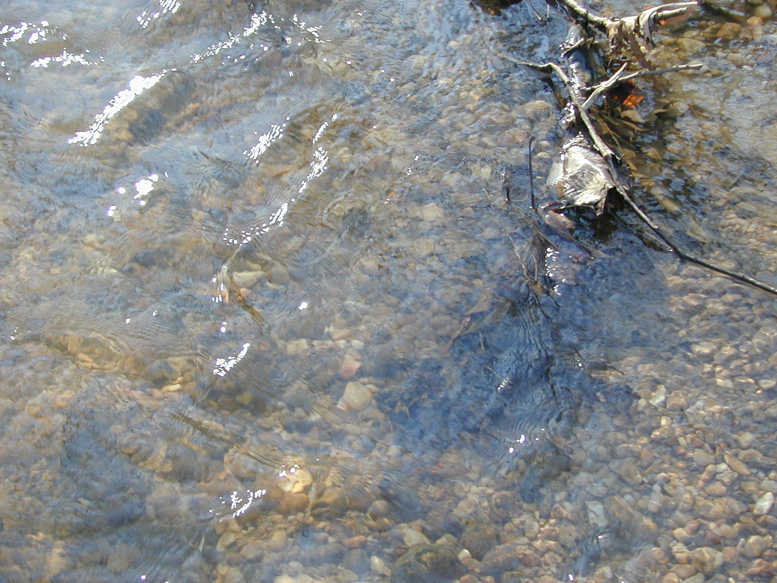 Field photo showing stream conditions at site WEBR-111-R-2001-149
