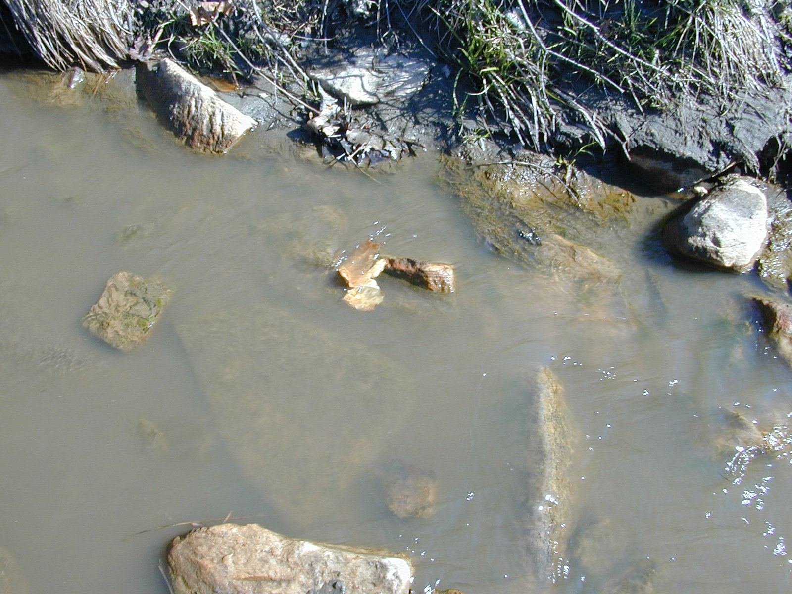 Field photo showing stream conditions at site WEBR-113-R-2001-155