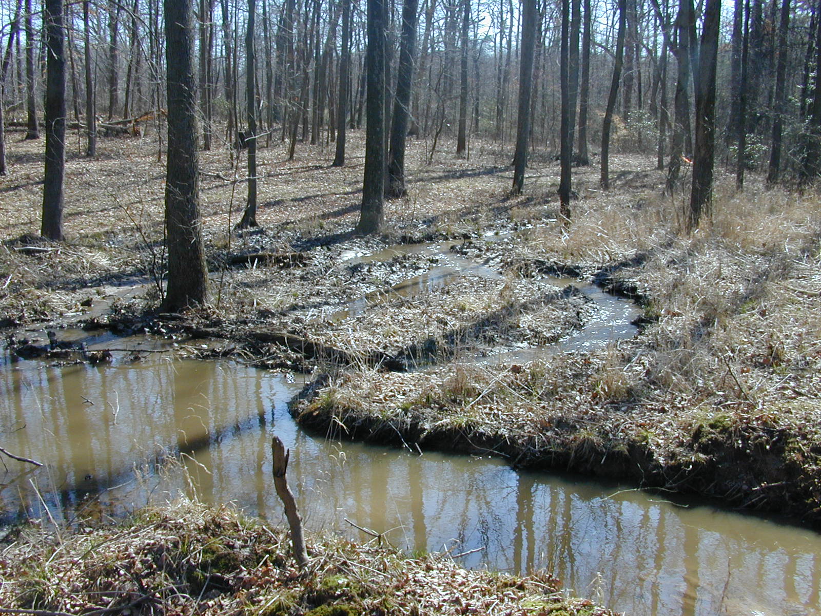 Field photo showing stream conditions at site WEBR-116-R-2001-31
