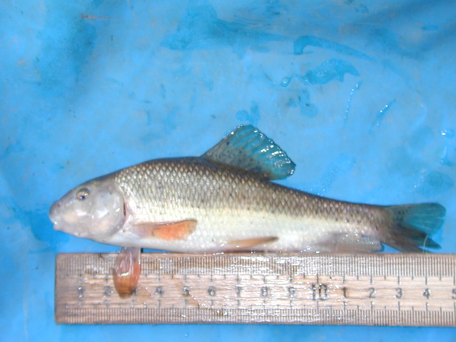 Field photo showing stream conditions at site WEBR-116-R-2001-39