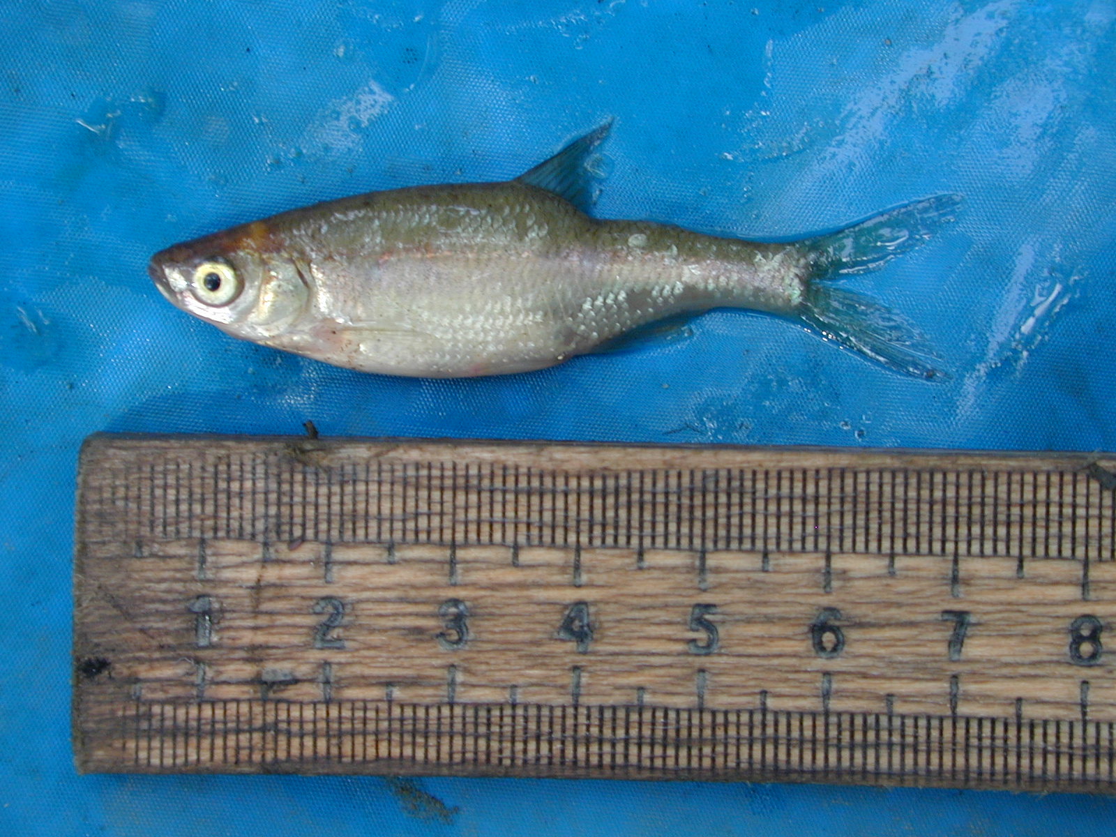 Field photo showing stream conditions at site WEBR-116-R-2001-43