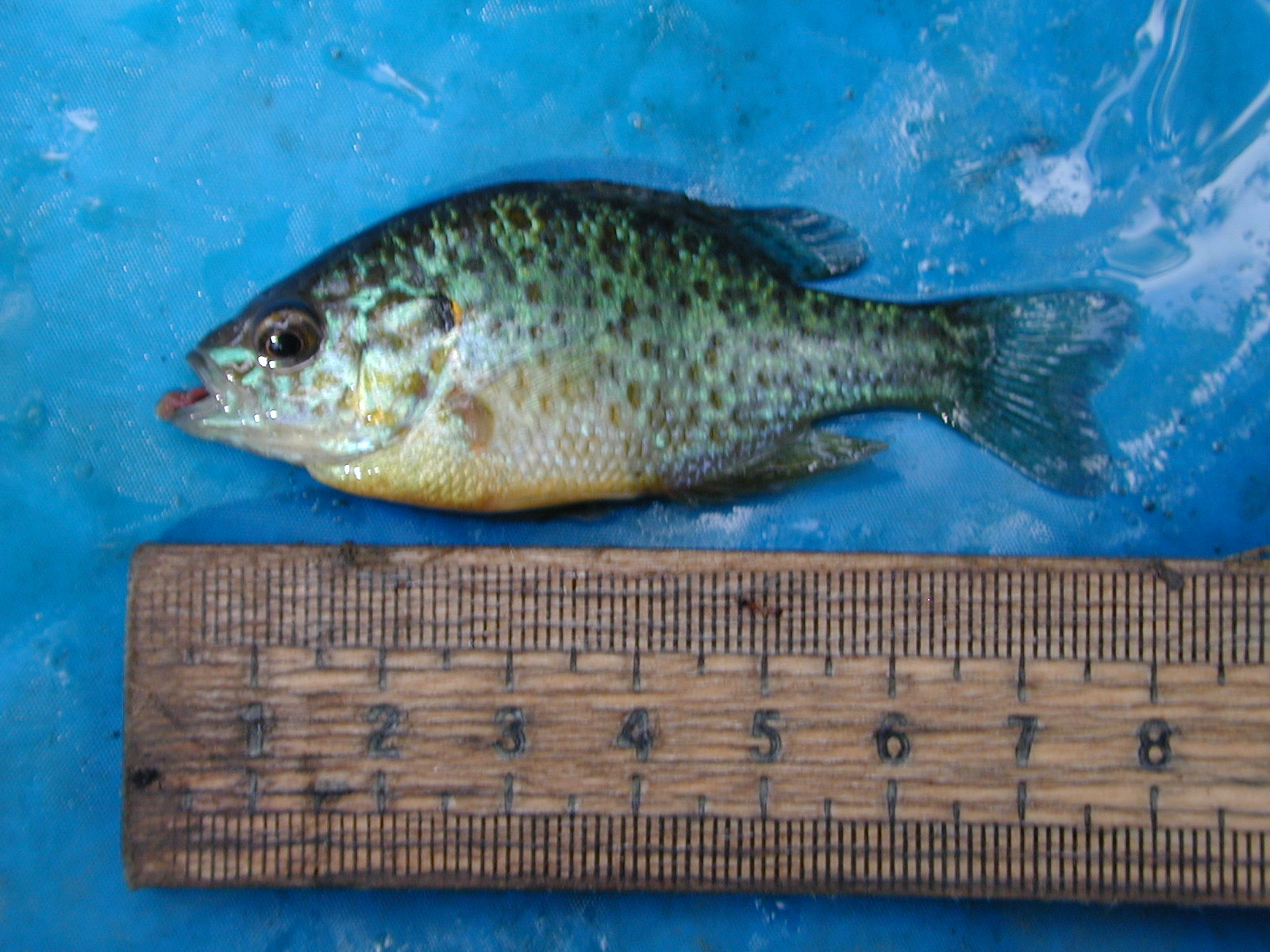 Field photo showing stream conditions at site WEBR-116-R-2001-44