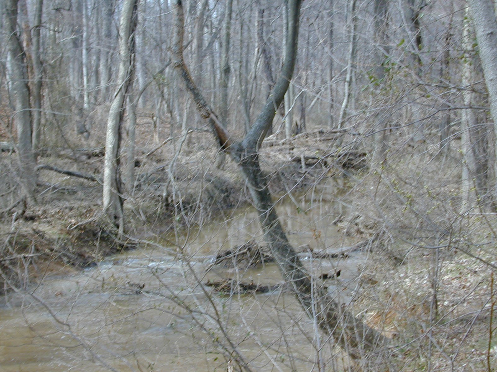 Field photo showing stream conditions at site WEBR-201-R-2001-117