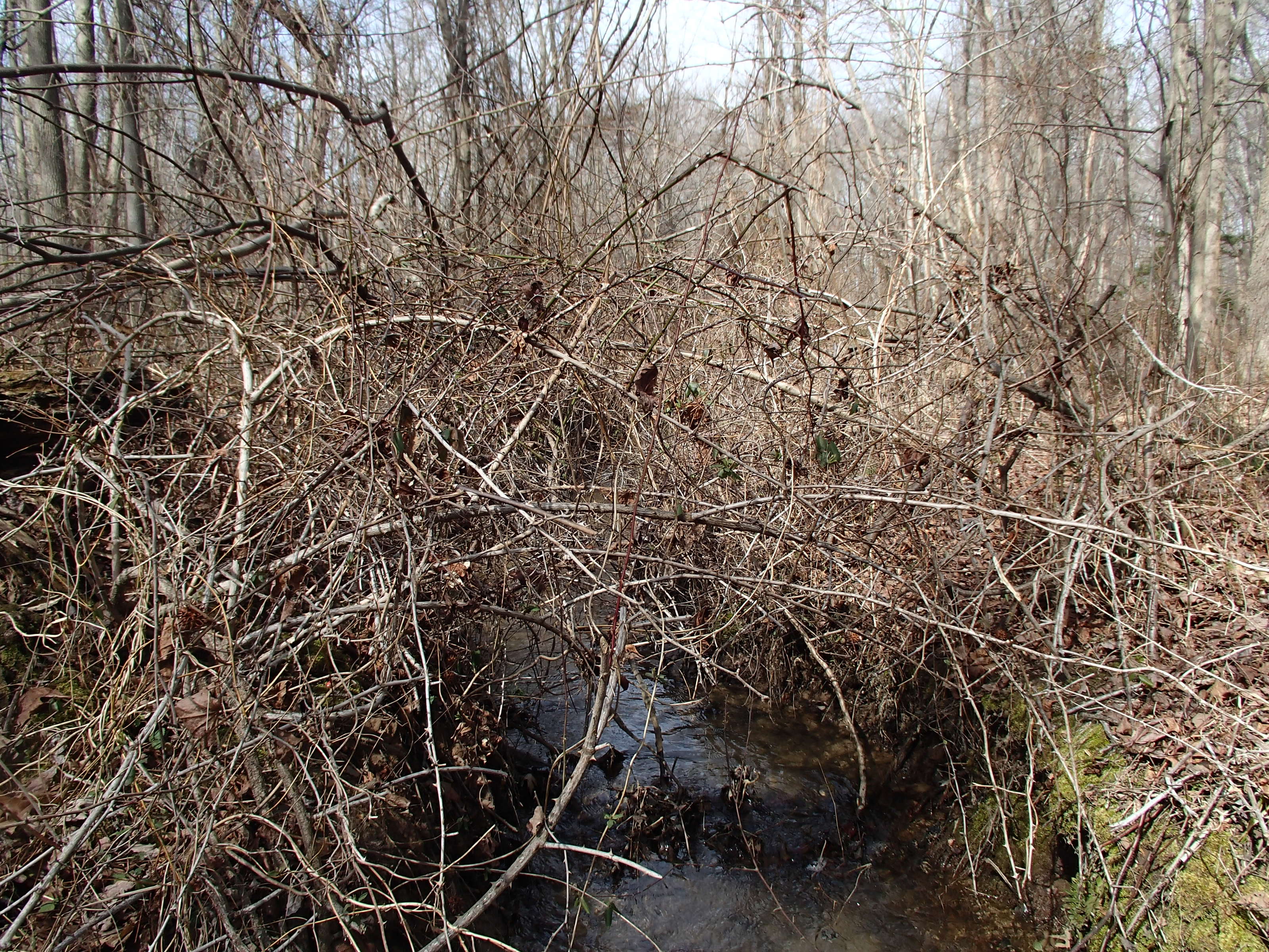 Field photo showing stream conditions at site WEST-105-X-2015_Midpoint-looking-upstream