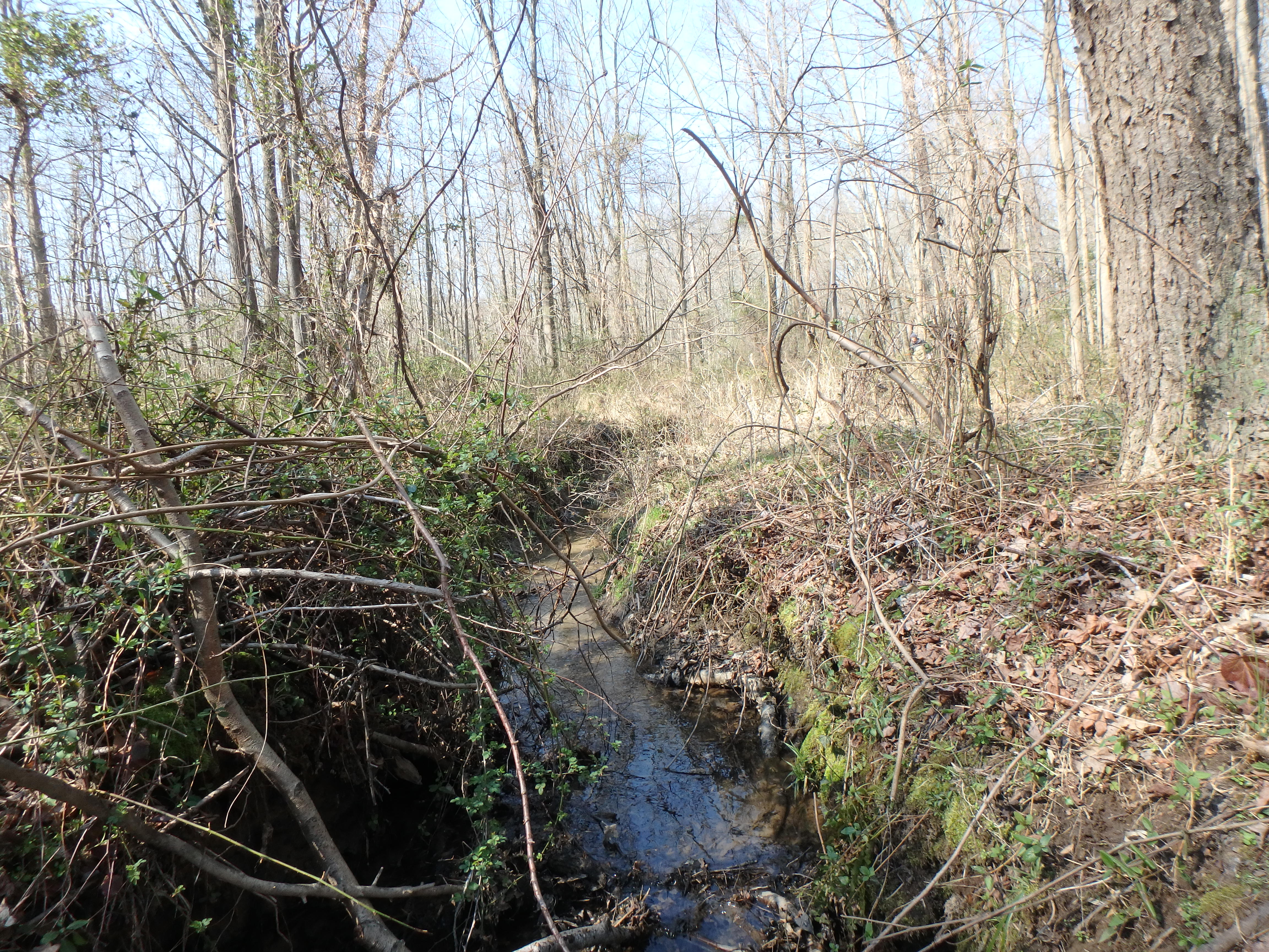 Field photo showing stream conditions at site WEST-105-X-2017-MidpointLookingUpstream