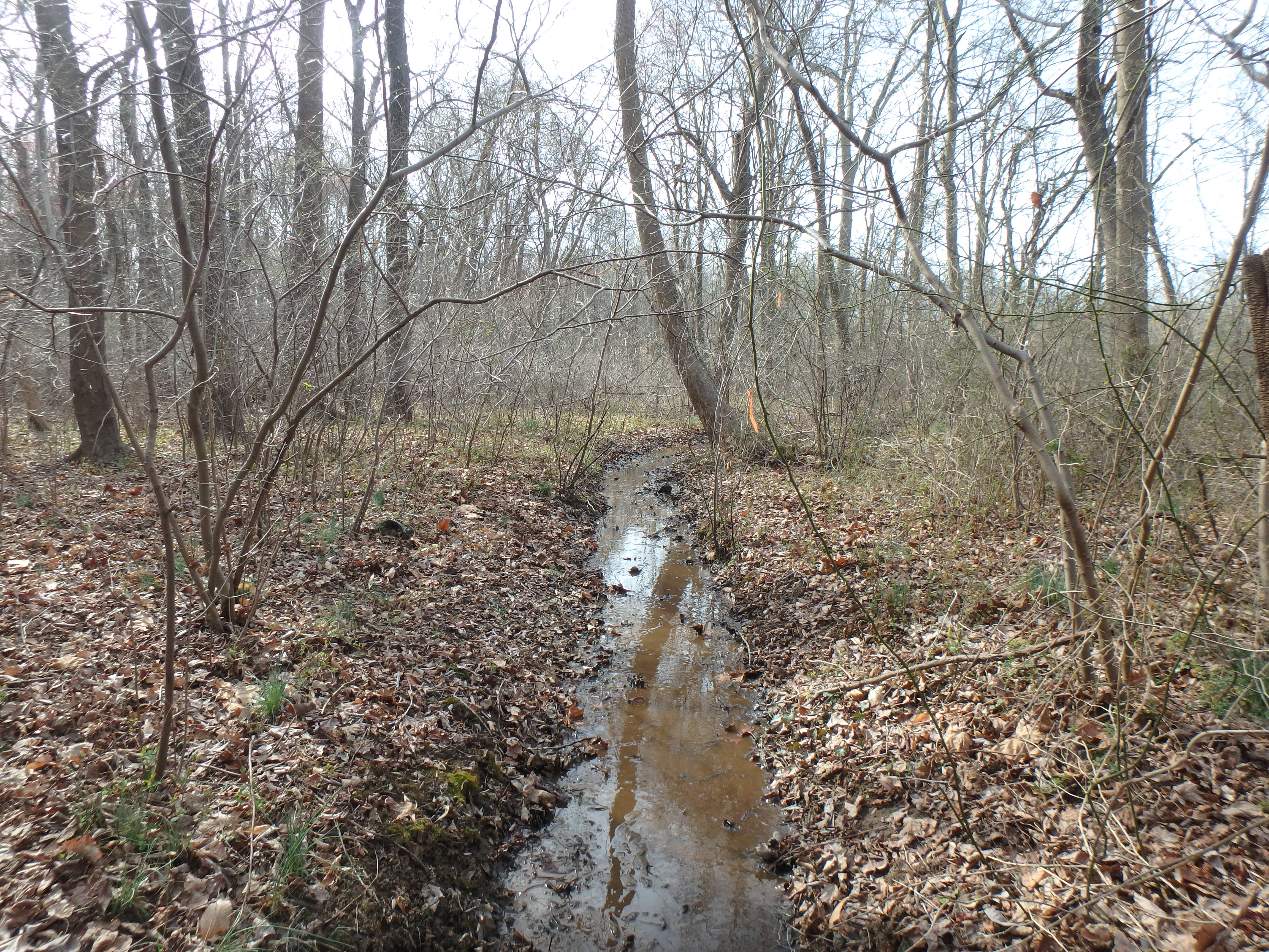Field photo showing stream conditions at site WEST-106-X-2017-MidpointLookingUpstream