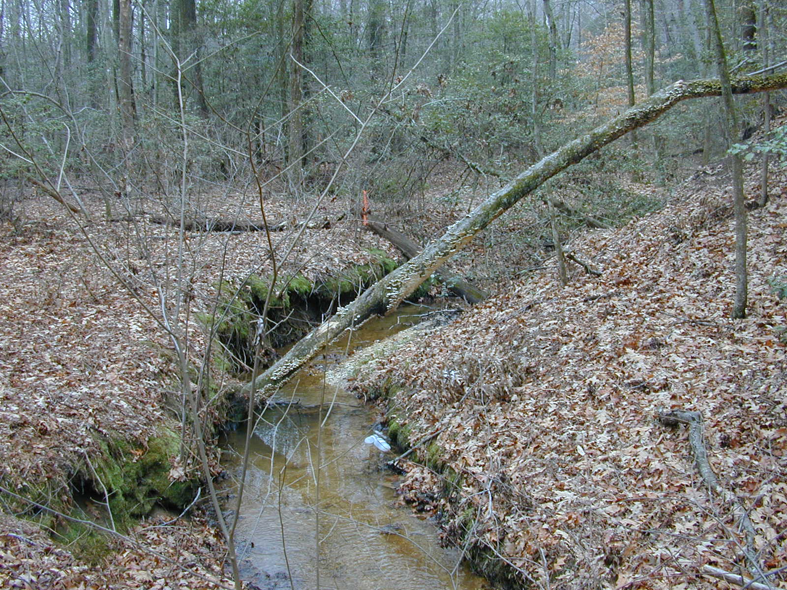 Field photo showing stream conditions at site WICO-101-R-2004-1
