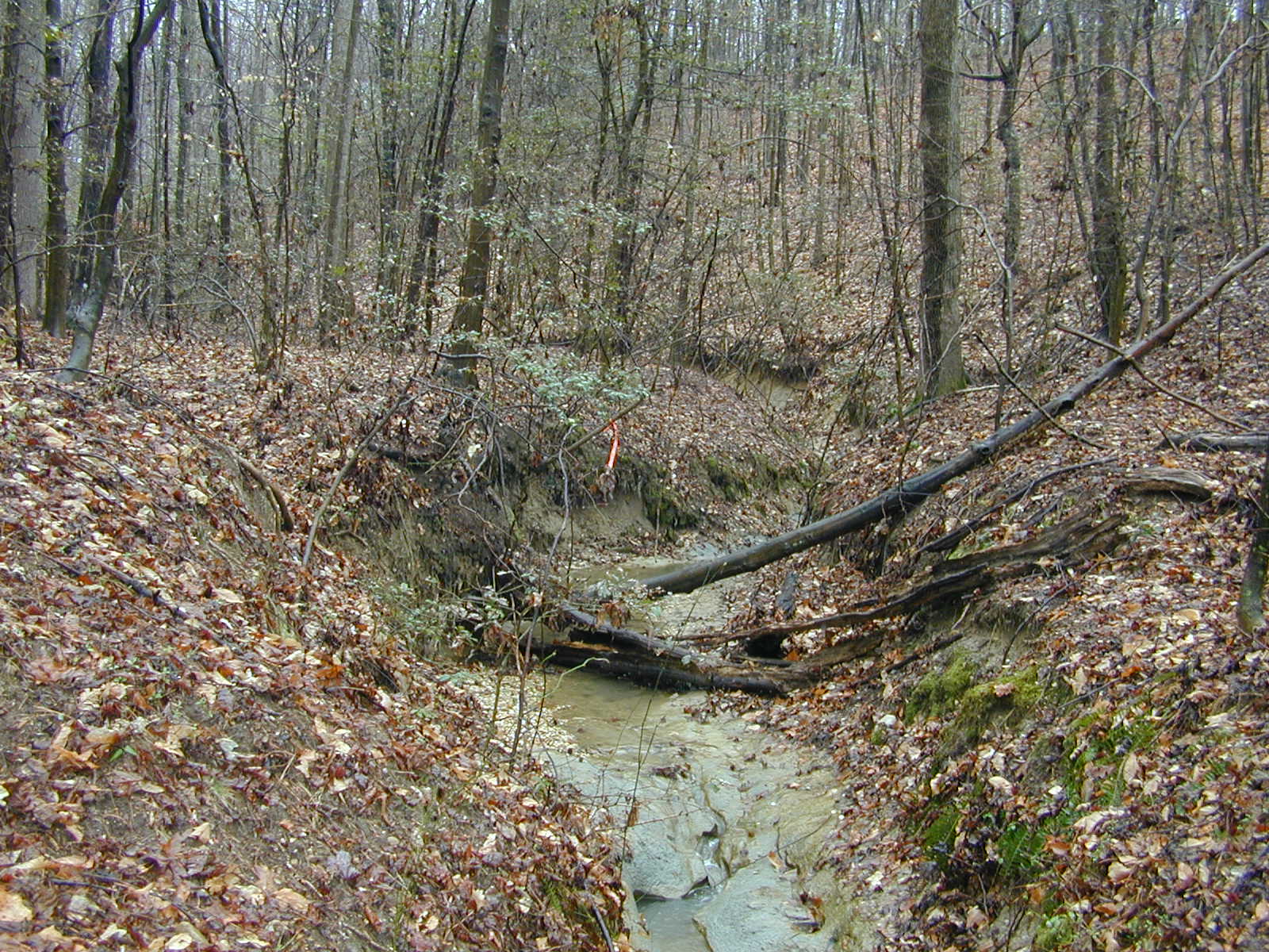 Field photo showing stream conditions at site WICO-105-R-2004-1