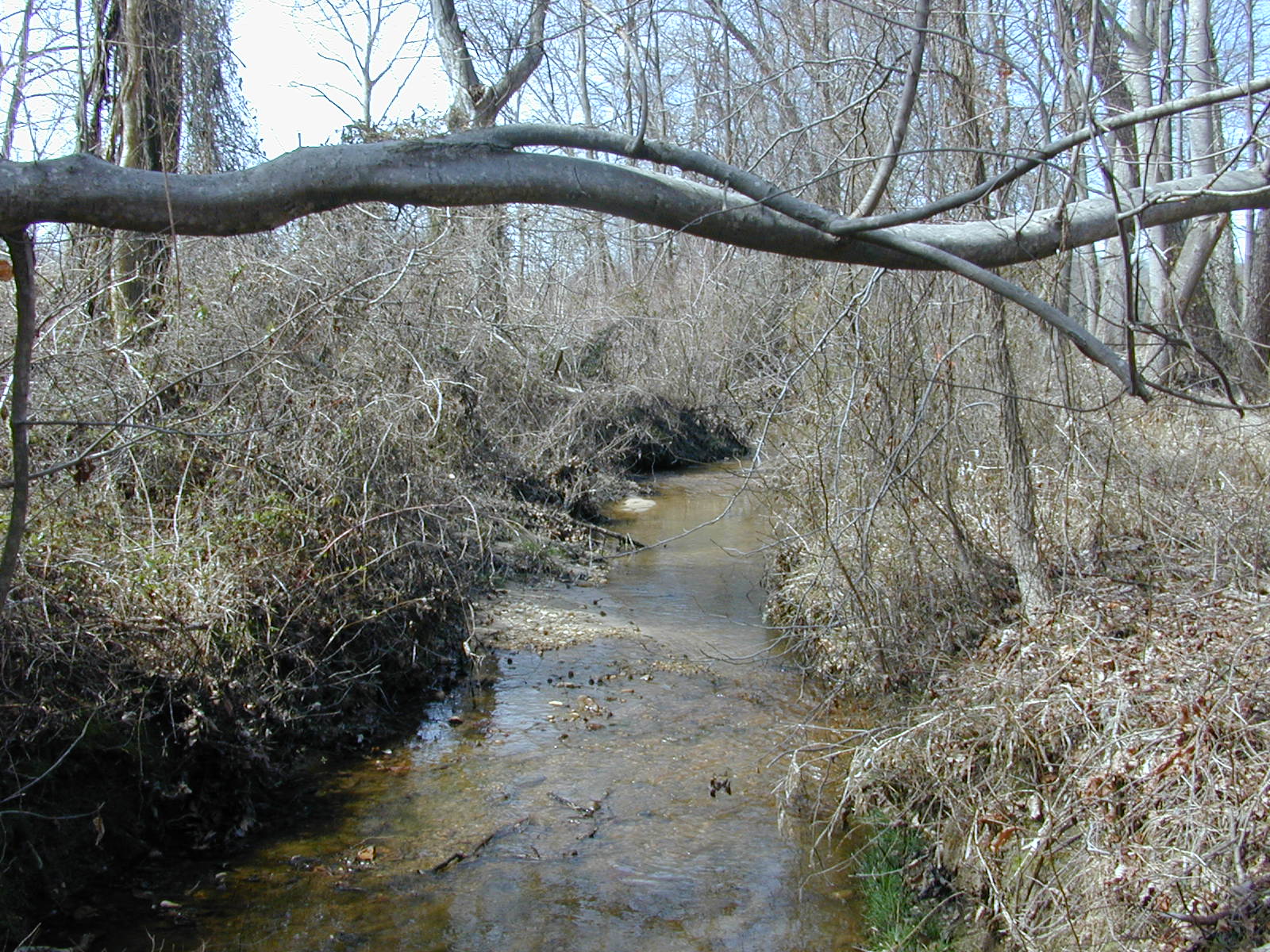 Field photo showing stream conditions at site WICO-113-R-2004-2