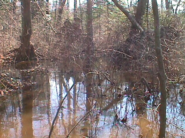 Field photo showing stream conditions at site WIRH-111-R-2000-13_04
