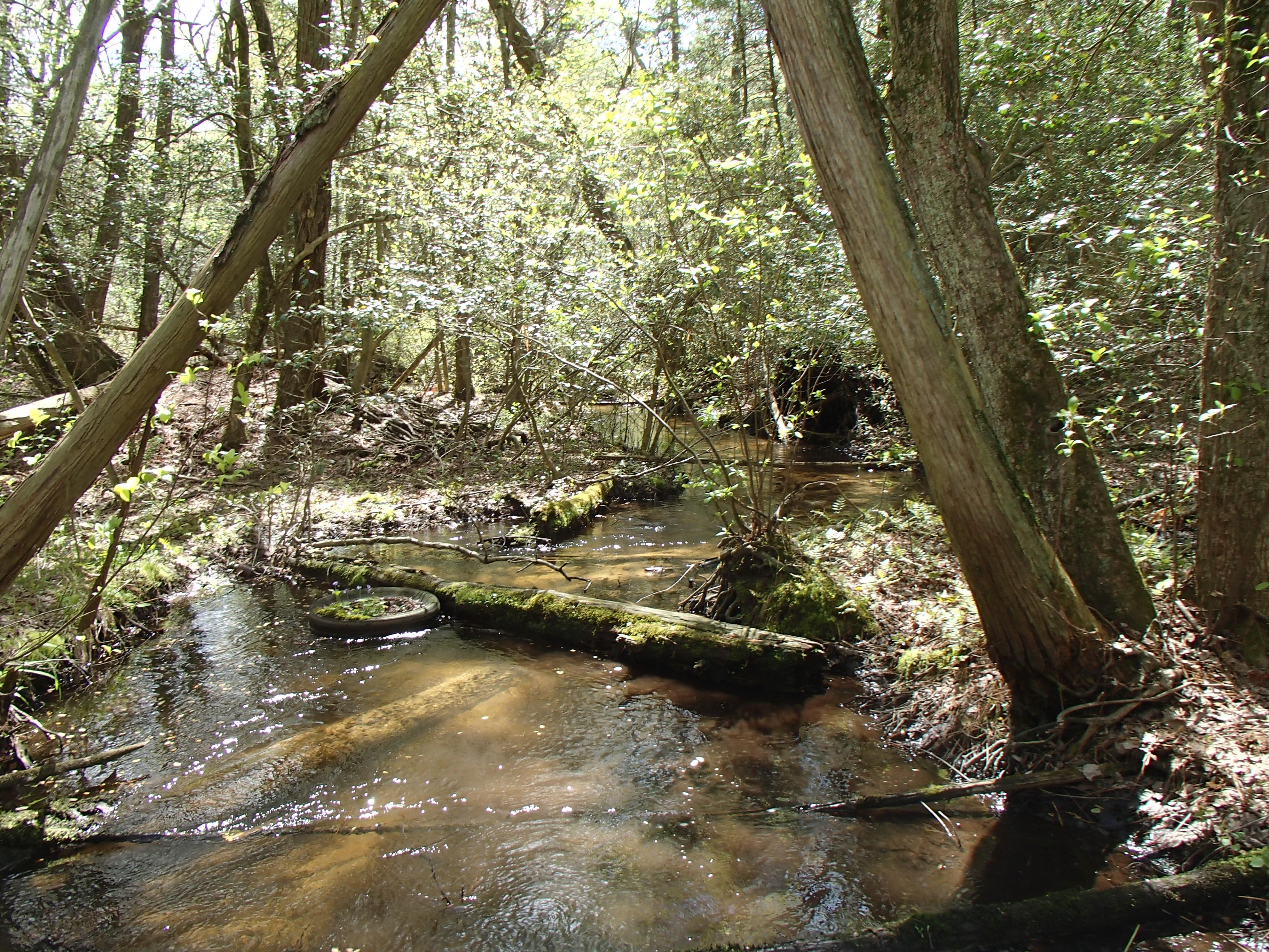 Field photo showing stream conditions at site WIRH-113-R-2015_Midpoint-downstream