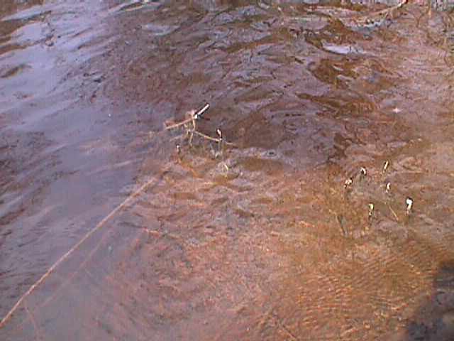 Field photo showing stream conditions at site WIRH-220-S-2000-11_03