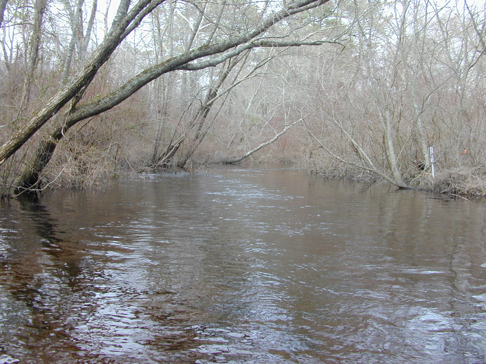 Field photo showing stream conditions at site WIRH-220-S-2003-0899