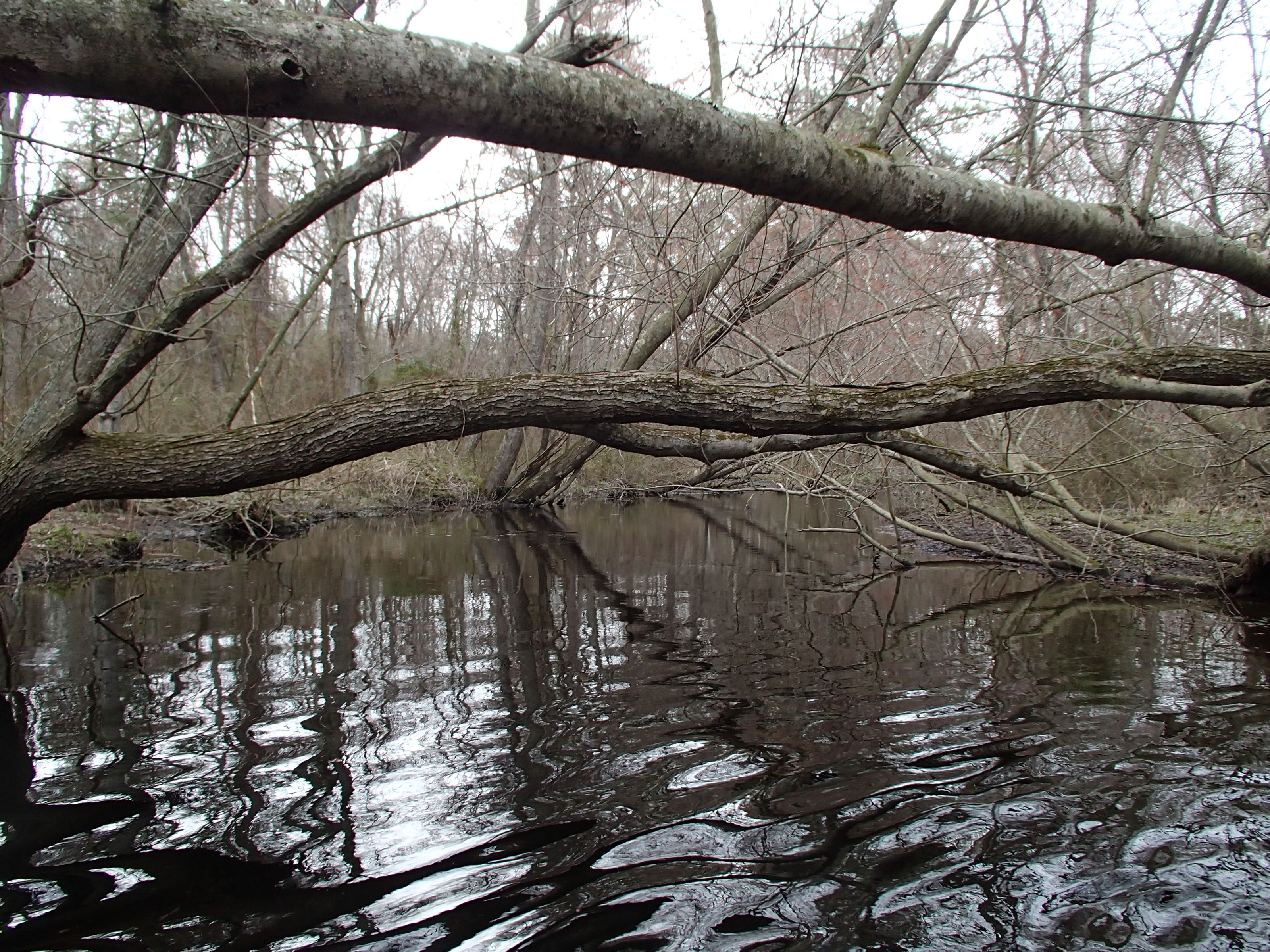 Field photo showing stream conditions at site WIRH-220-S-2015_at-P-looking-upstream