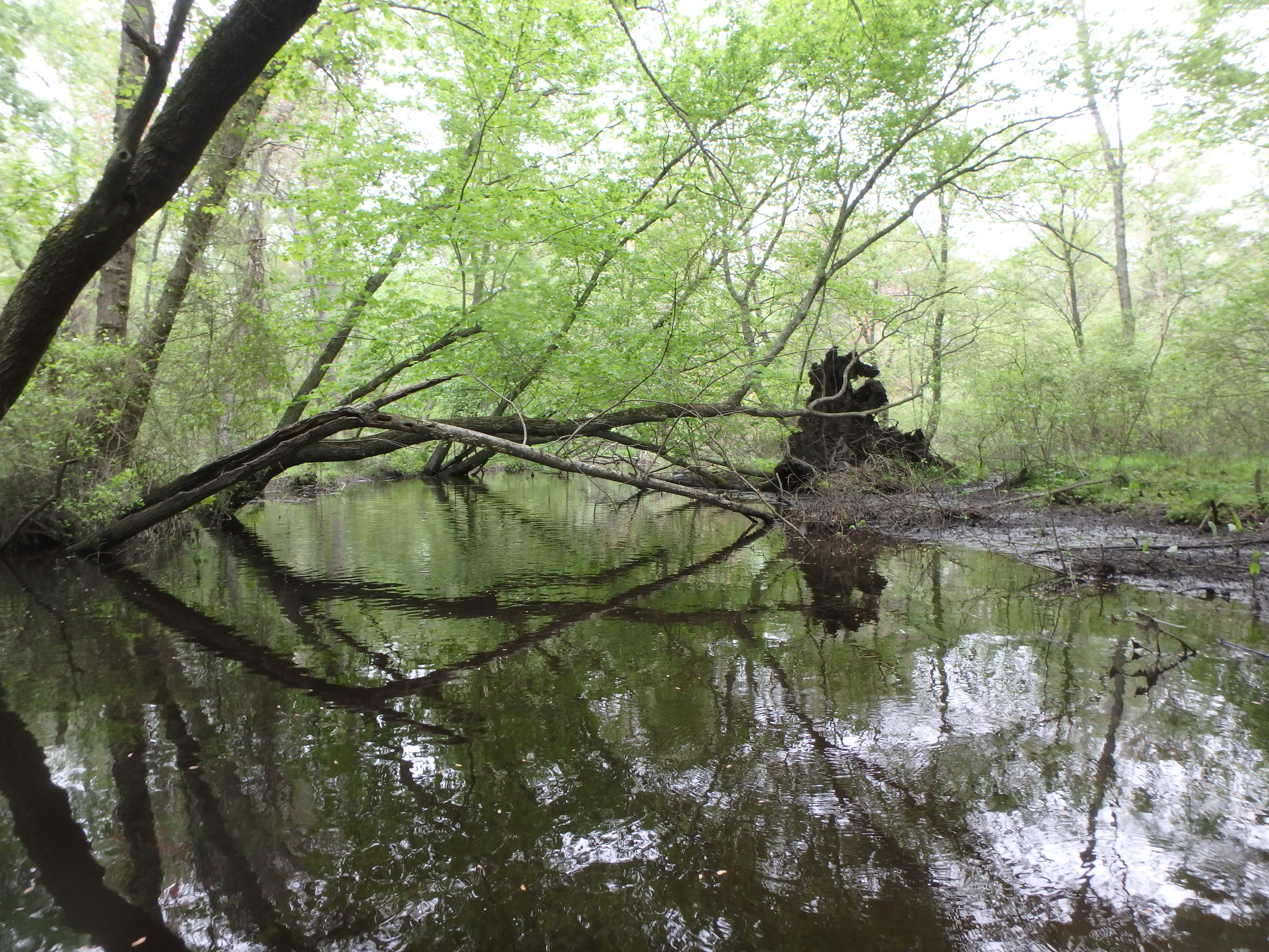 Field photo showing stream conditions at site WIRH-220-S-2017-@'P'LookingUpstream