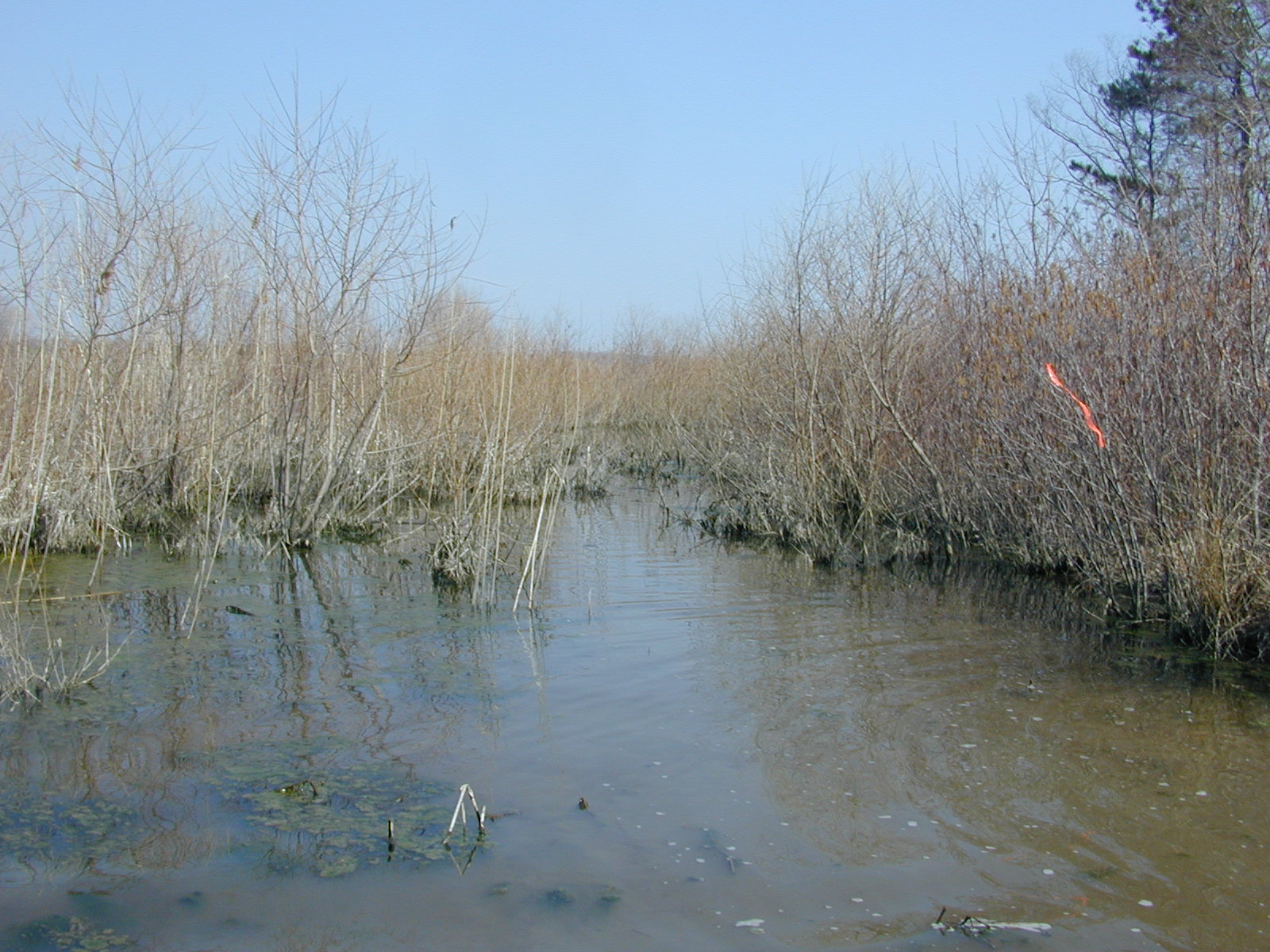 Field photo showing stream conditions at site WYER-104-R-2003-0912