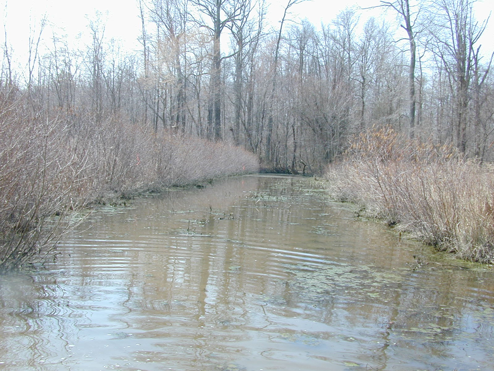 Field photo showing stream conditions at site WYER-104-R-2003-0913