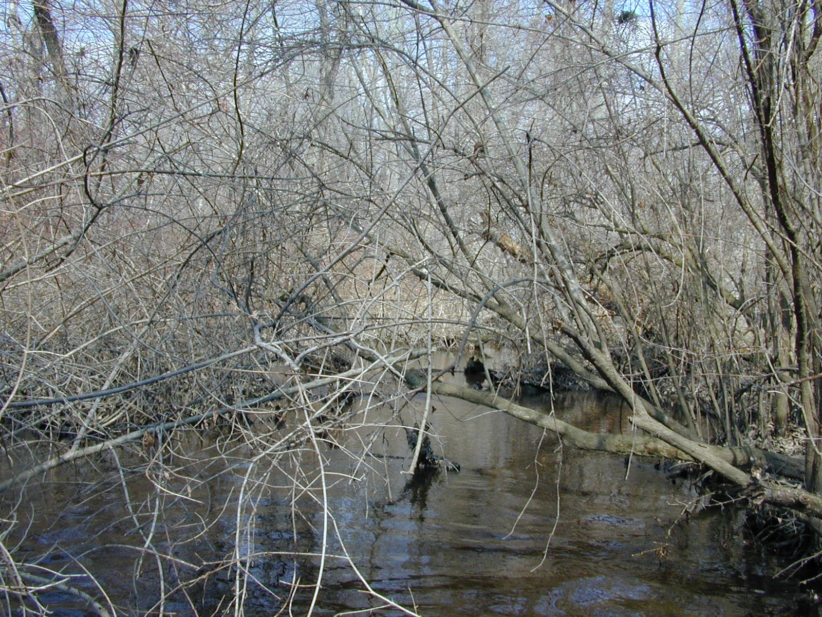 Field photo showing stream conditions at site WYER-201-R-2003-0920