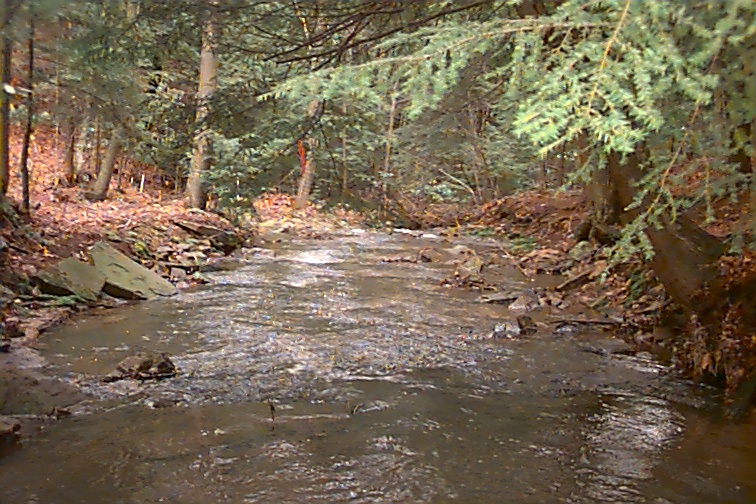 Field photo showing stream conditions at site YOUG-101-C-2000-03