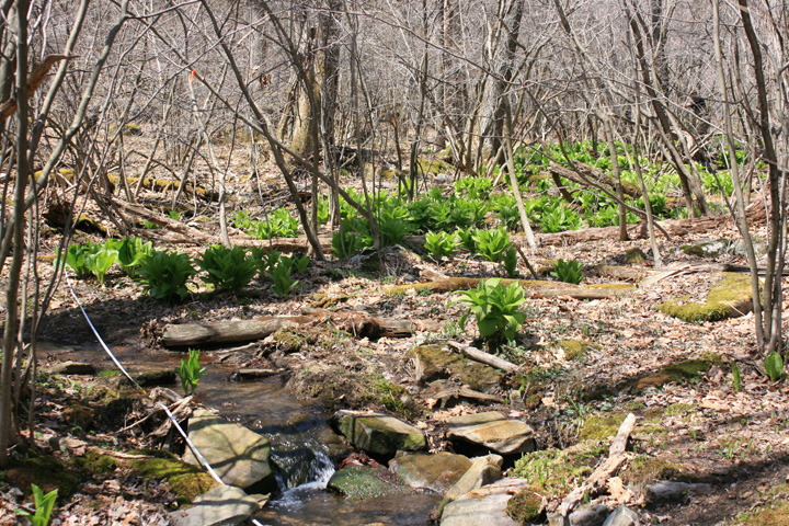 Field photo showing stream conditions at site YOUG-102-A-2010-1