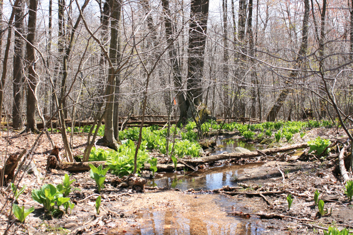 Field photo showing stream conditions at site YOUG-102-A-2010-2