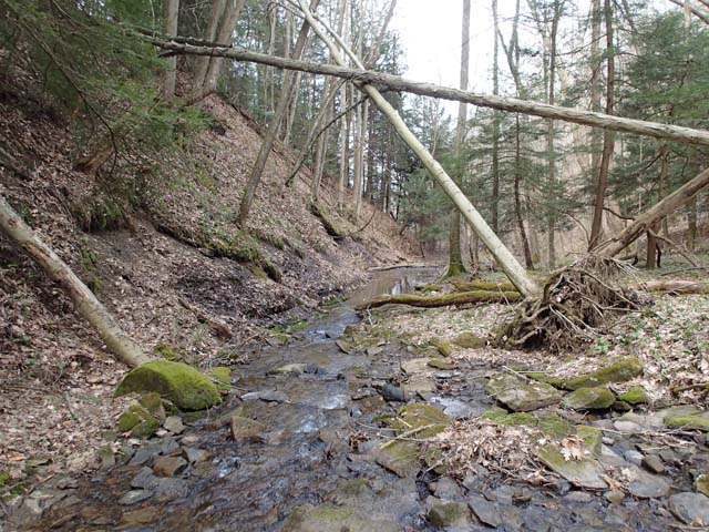 Field photo showing stream conditions at site YOUG-103-D-2013-MidpointDownstream