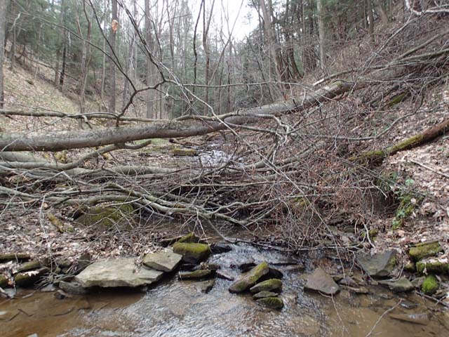Field photo showing stream conditions at site YOUG-103-D-2013-Upstream