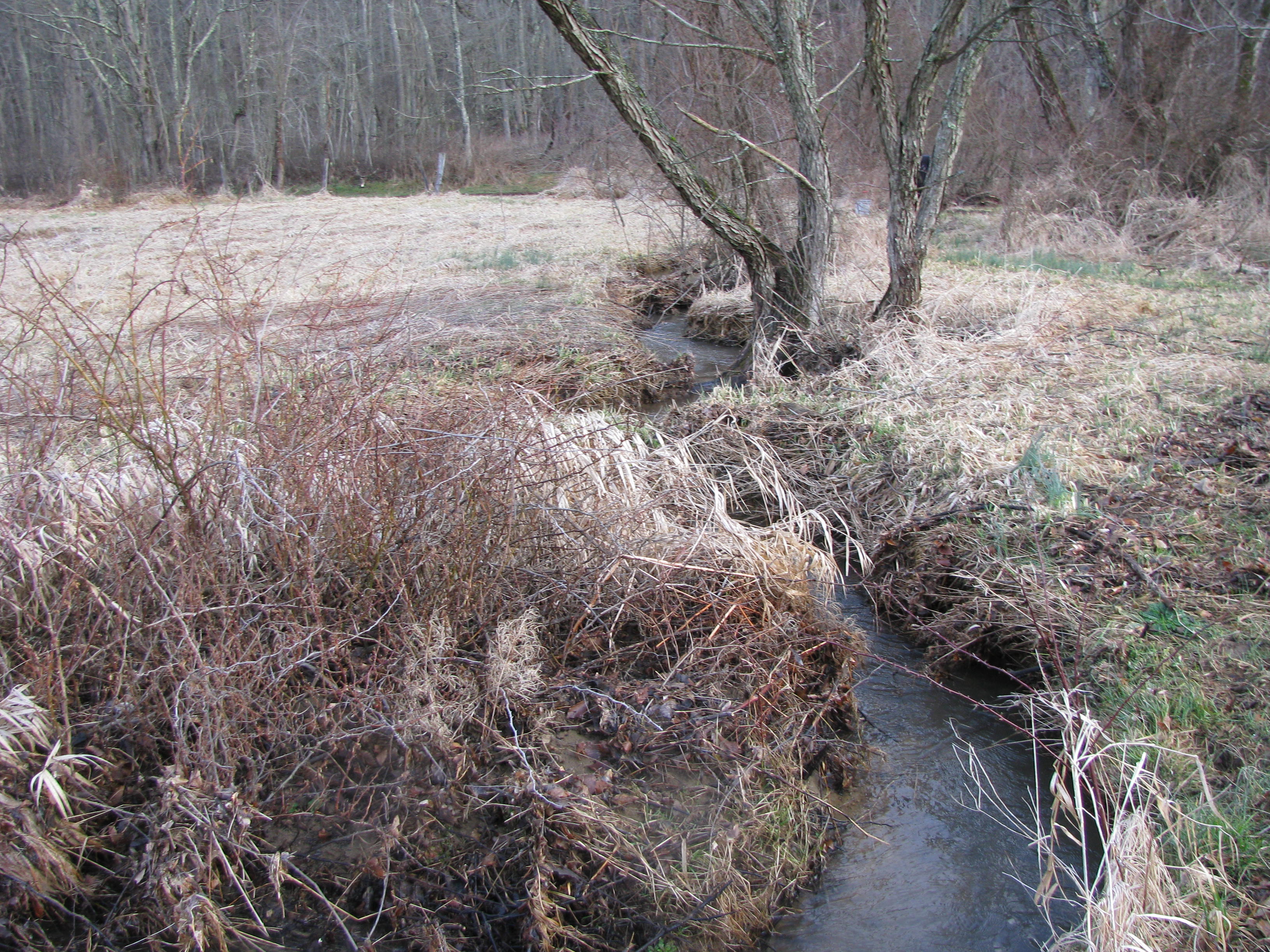 Field photo showing stream conditions at site YOUG-104-D-2012-1