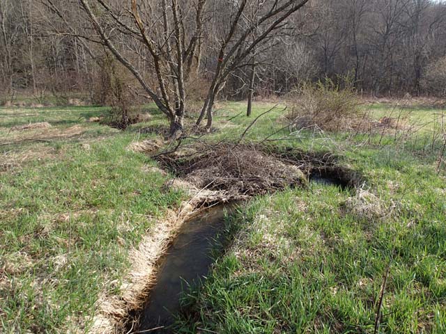 Field photo showing stream conditions at site YOUG-104-D-2013-MidpointDownstream