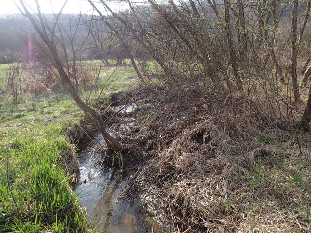 Field photo showing stream conditions at site YOUG-104-D-2013-MidpointUpstream
