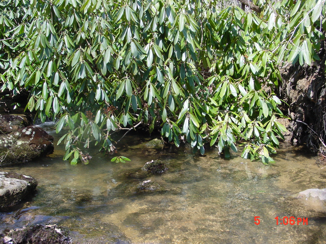 Field photo showing stream conditions at site YOUG-112-R-2001-2