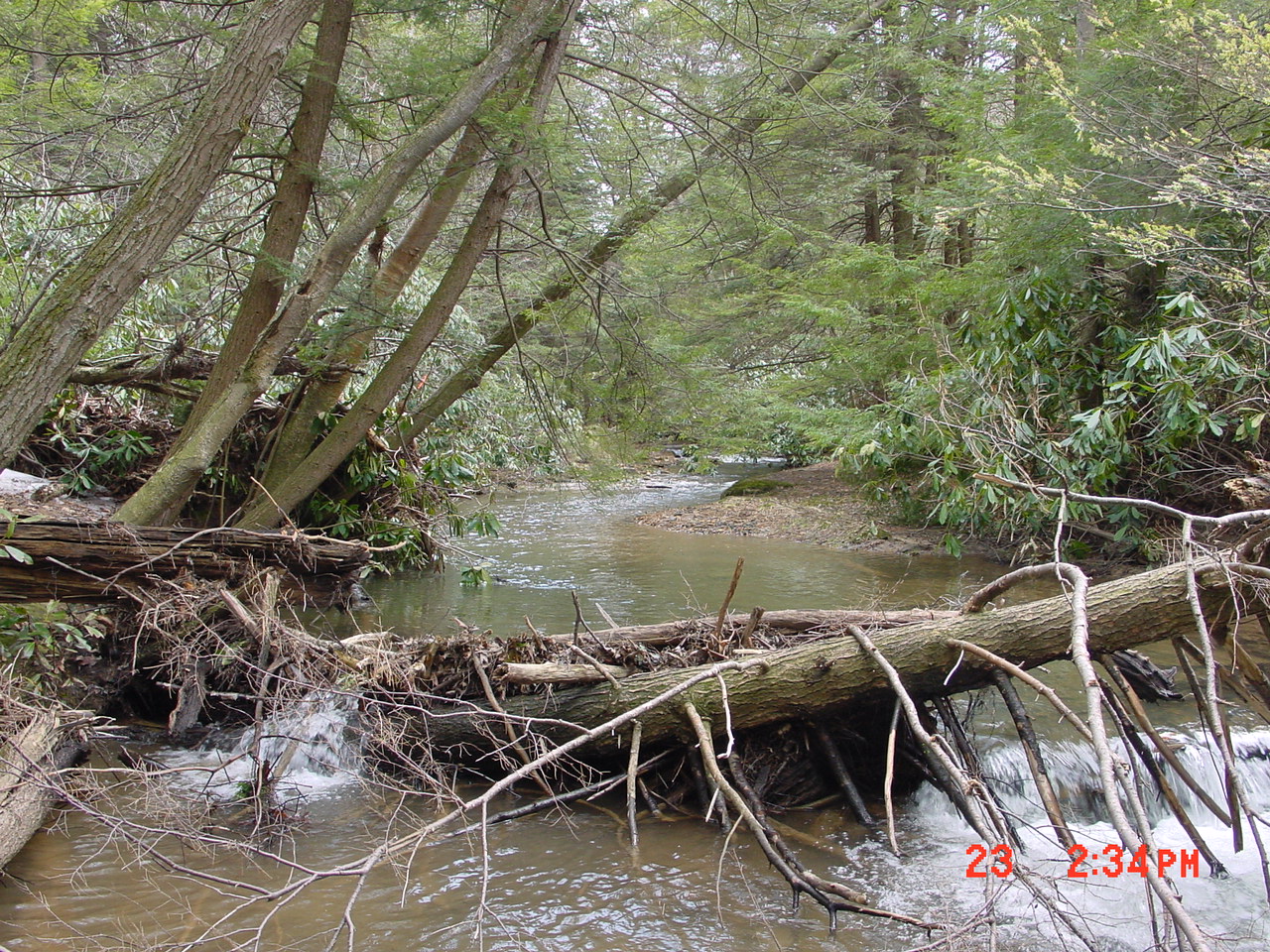 Field photo showing stream conditions at site YOUG-123-R-2001-2