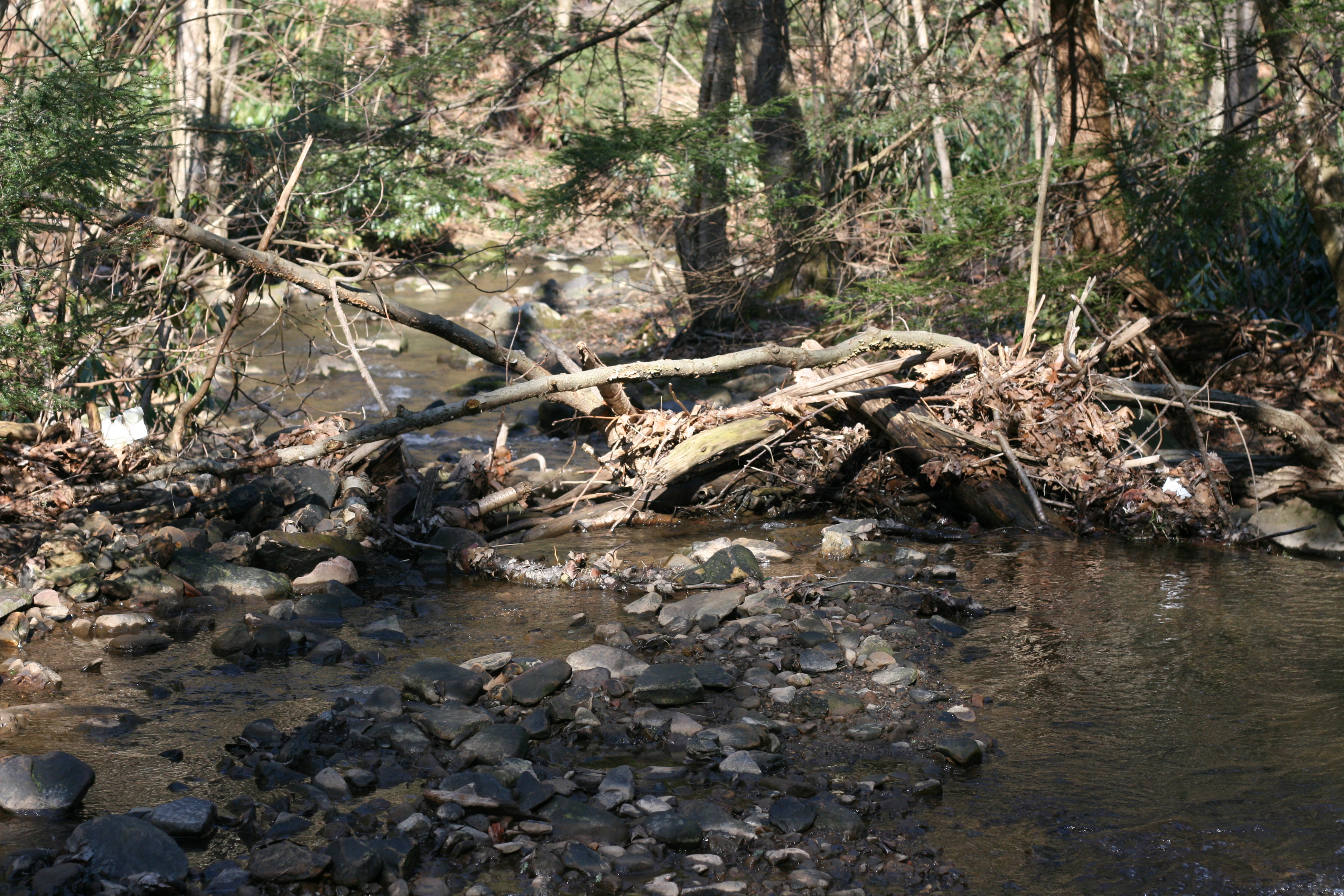 Field photo showing stream conditions at site YOUG-124-A-2009-1