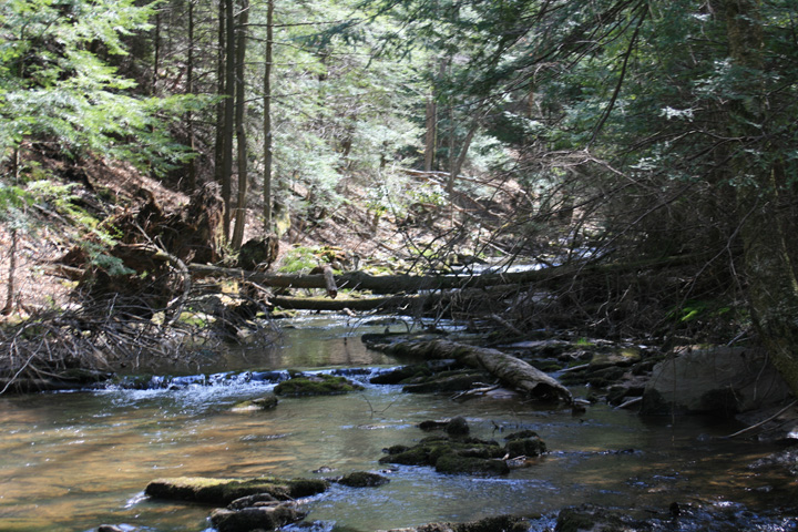 Field photo showing stream conditions at site YOUG-201-A-2010-1