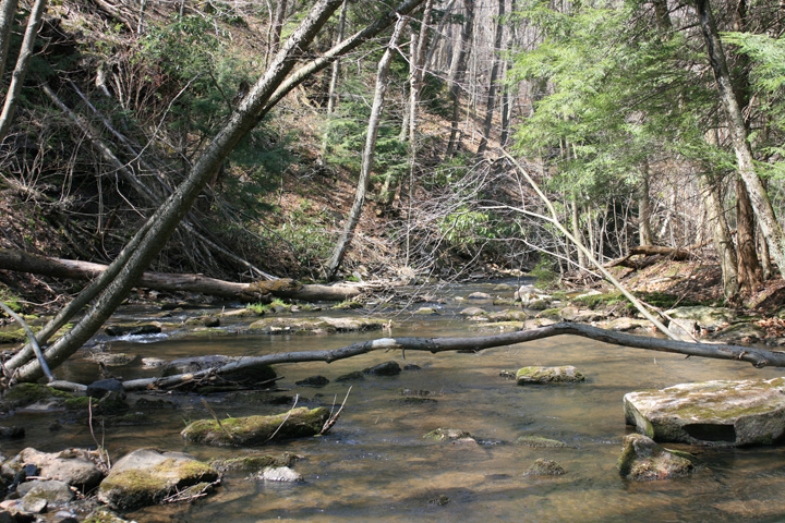 Field photo showing stream conditions at site YOUG-201-A-2010-2