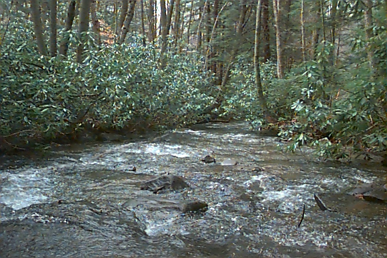 Field photo showing stream conditions at site YOUG-202-C-2000-02