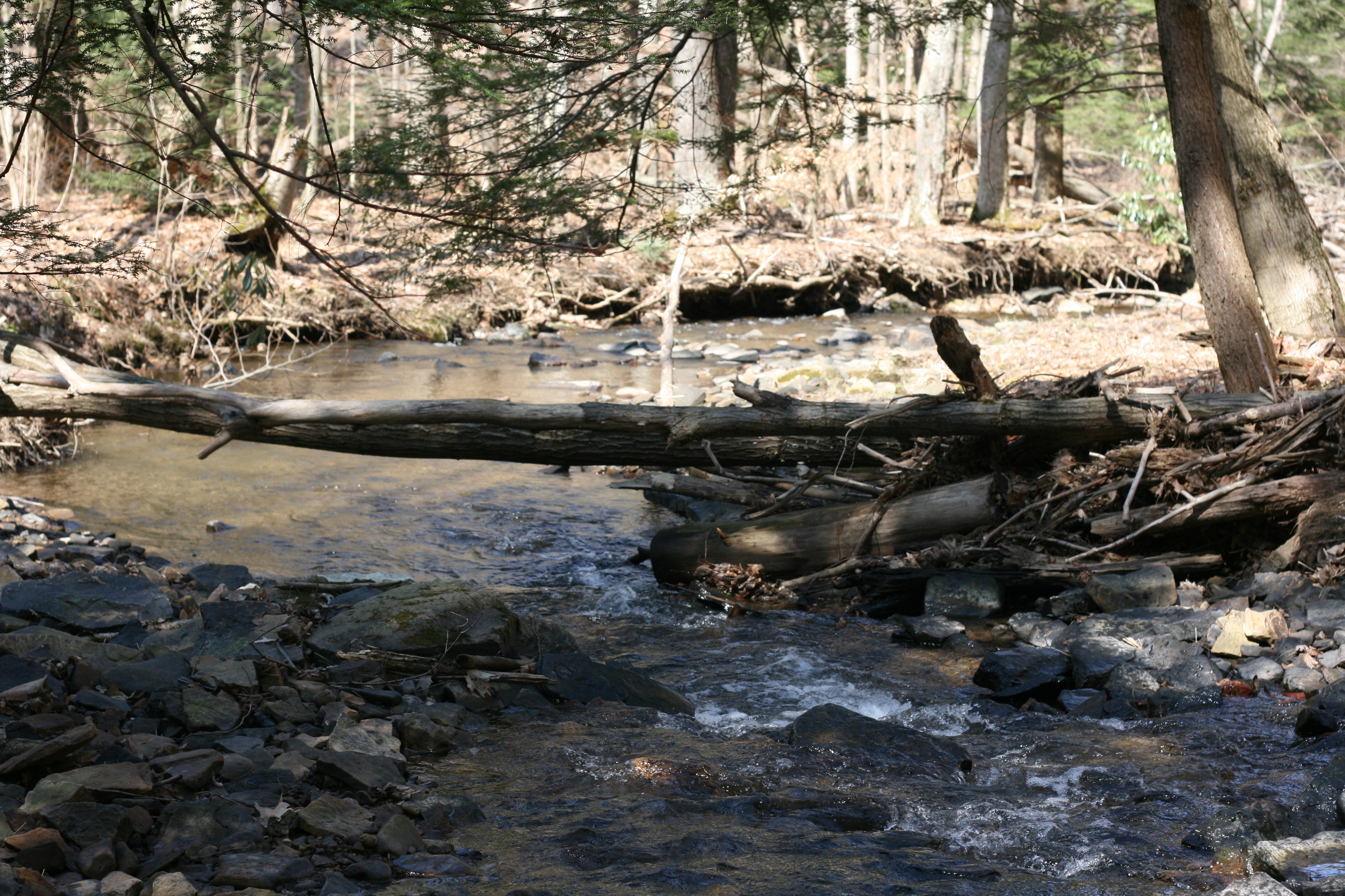 Field photo showing stream conditions at site YOUG-203-A-2009-1