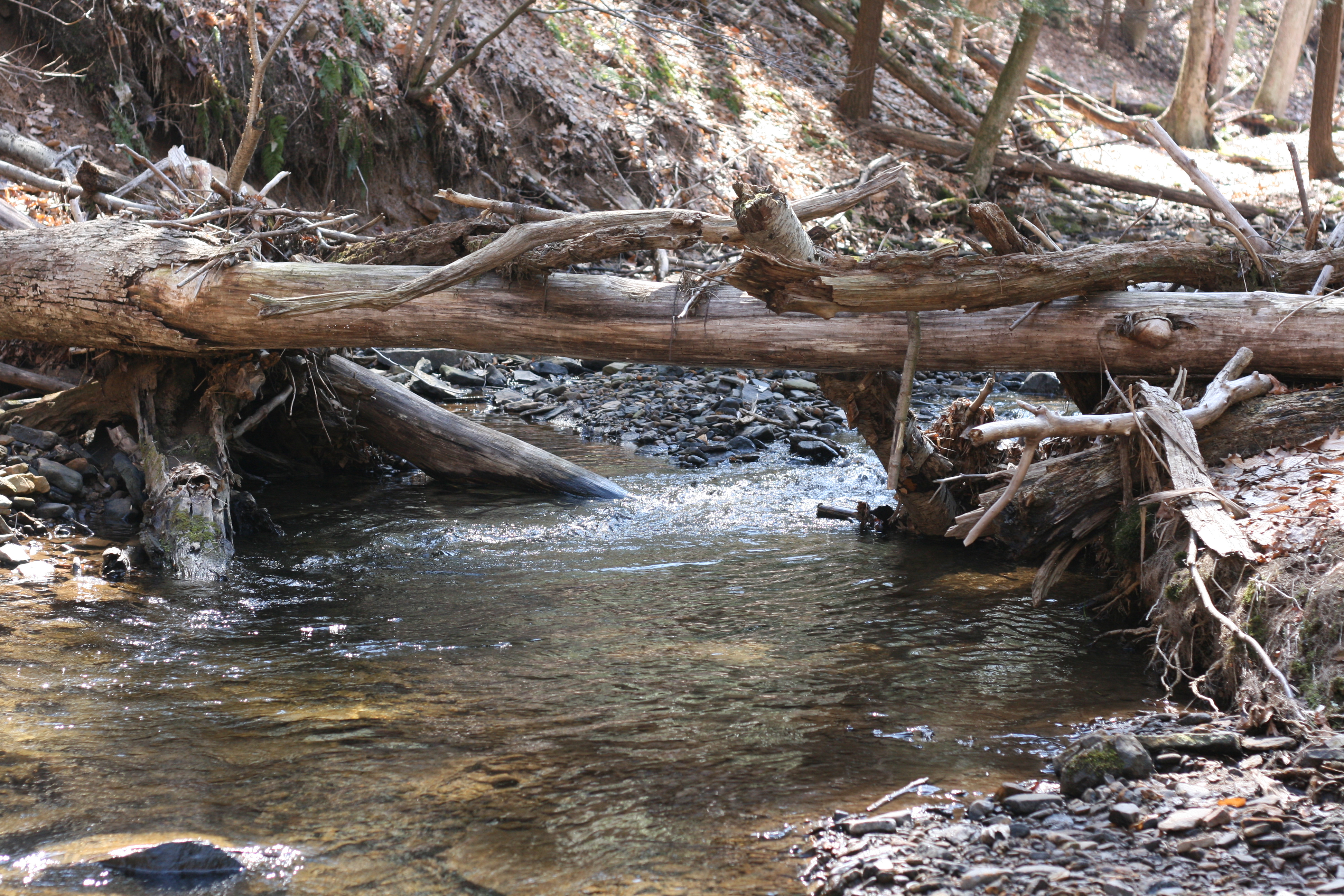 Field photo showing stream conditions at site YOUG-203-A-2009-2