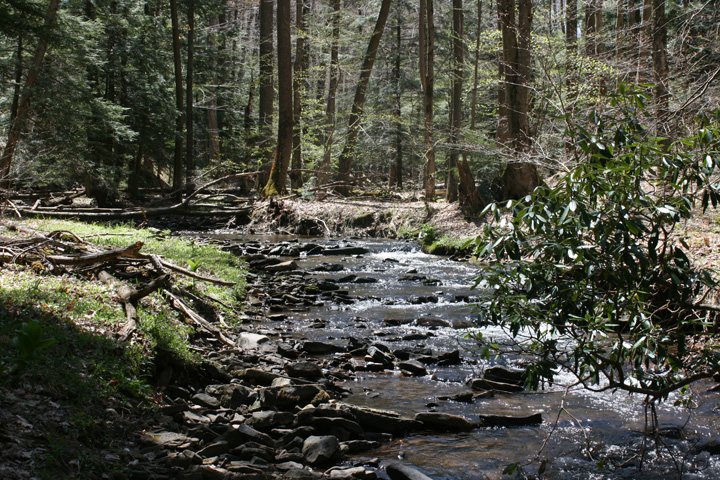Field photo showing stream conditions at site YOUG-203-A-2010-1
