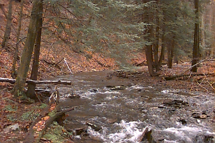 Field photo showing stream conditions at site YOUG-203-C-2000-01