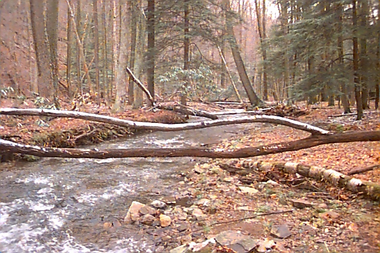 Field photo showing stream conditions at site YOUG-203-C-2000-02