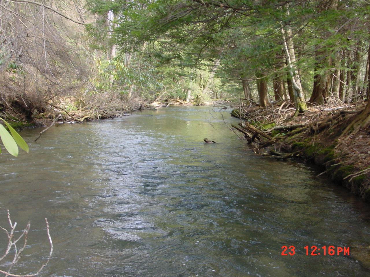 Field photo showing stream conditions at site YOUG-208-R-2001-1