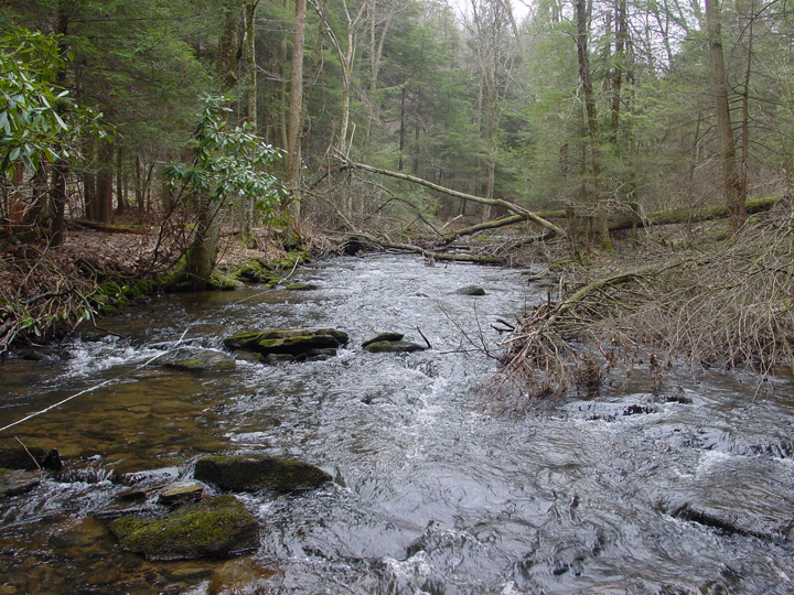 Field photo showing stream conditions at site YOUG-208-R-2007-2