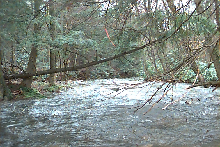 Field photo showing stream conditions at site YOUG-432-S-2000-02