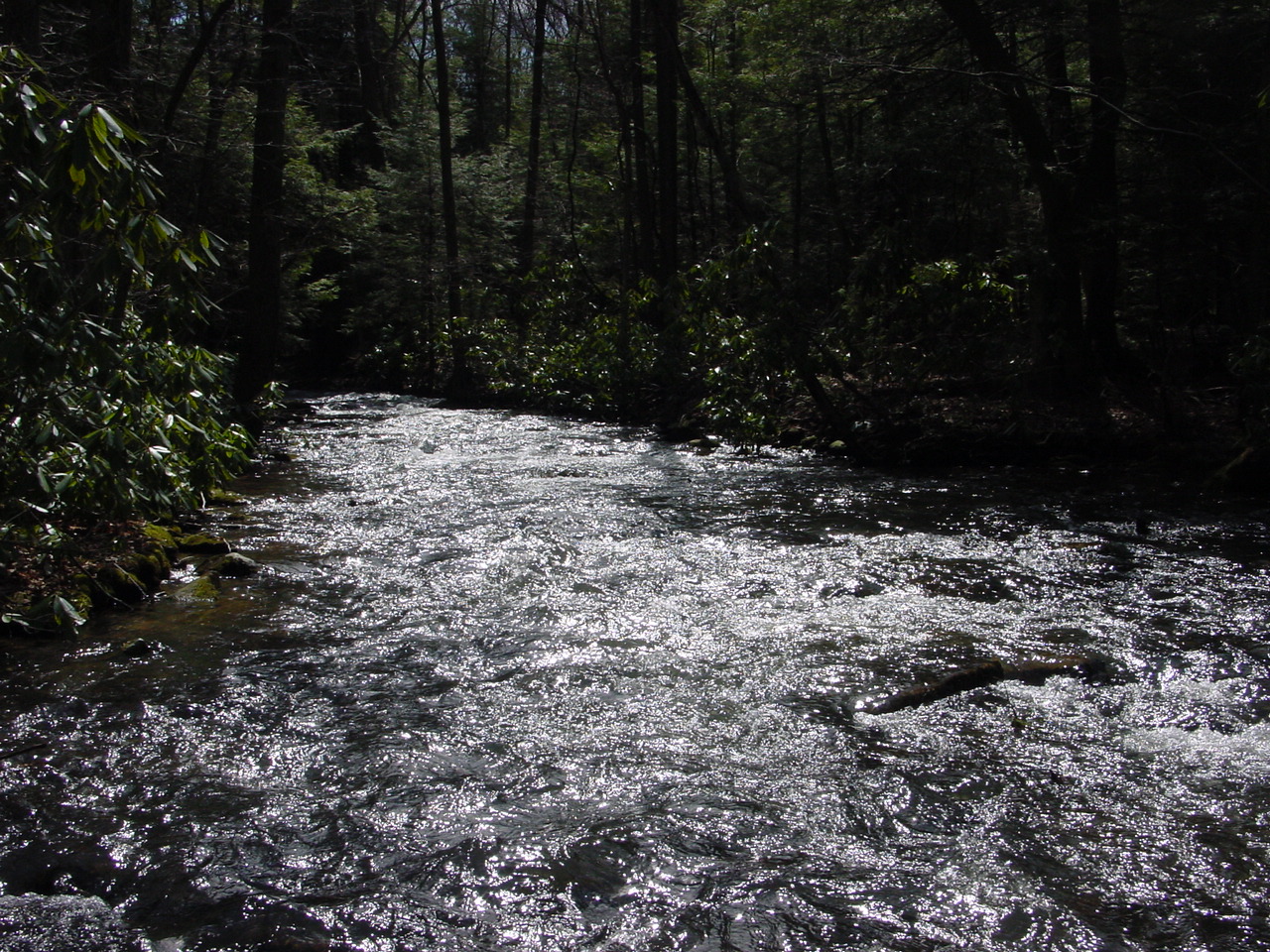 Field photo showing stream conditions at site YOUG-432-S-2002-1