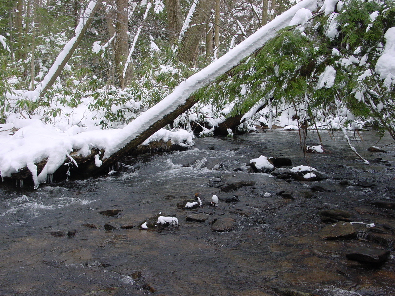Field photo showing stream conditions at site YOUG-432-S-2003-2