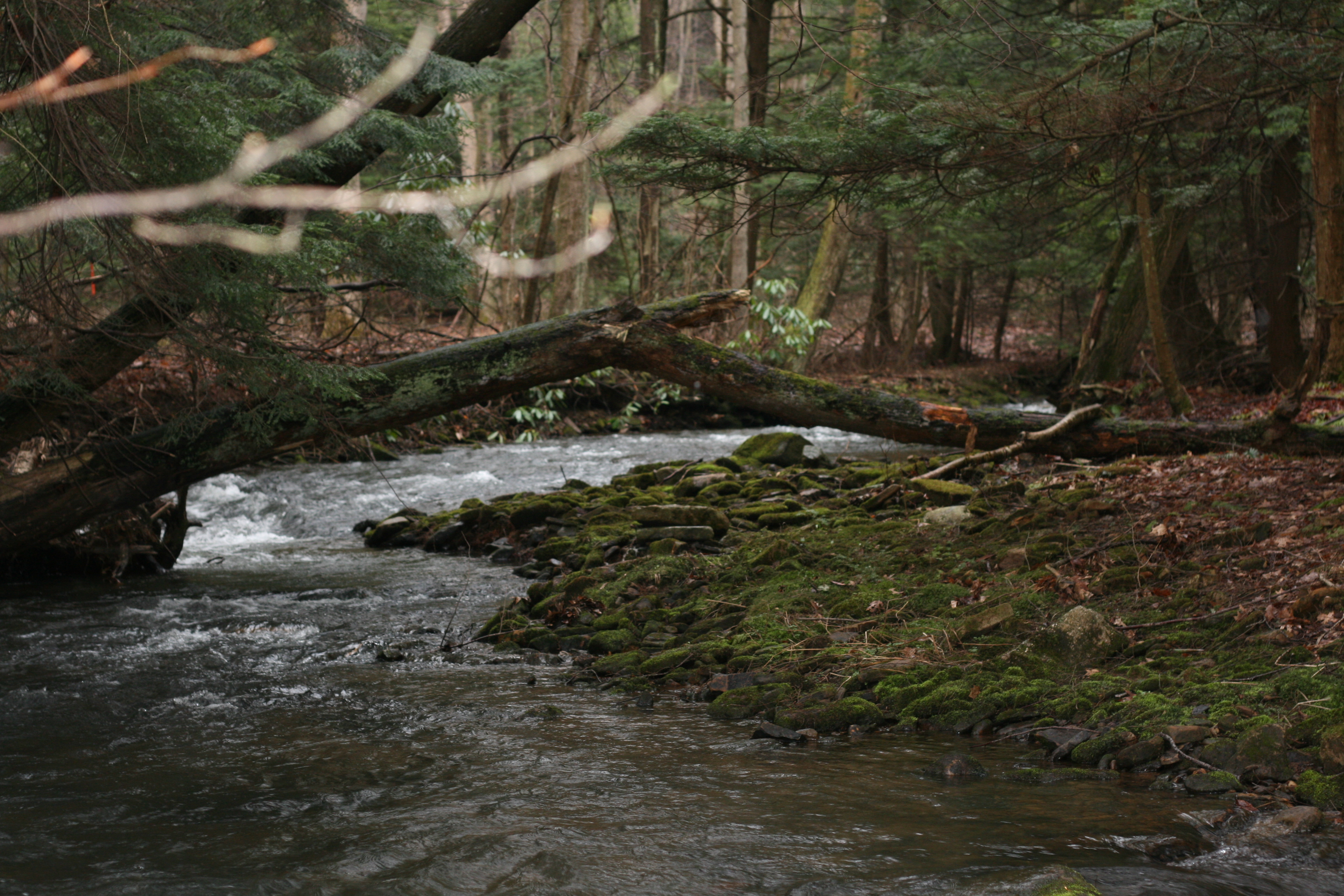 Field photo showing stream conditions at site YOUG-432-S-2009-2
