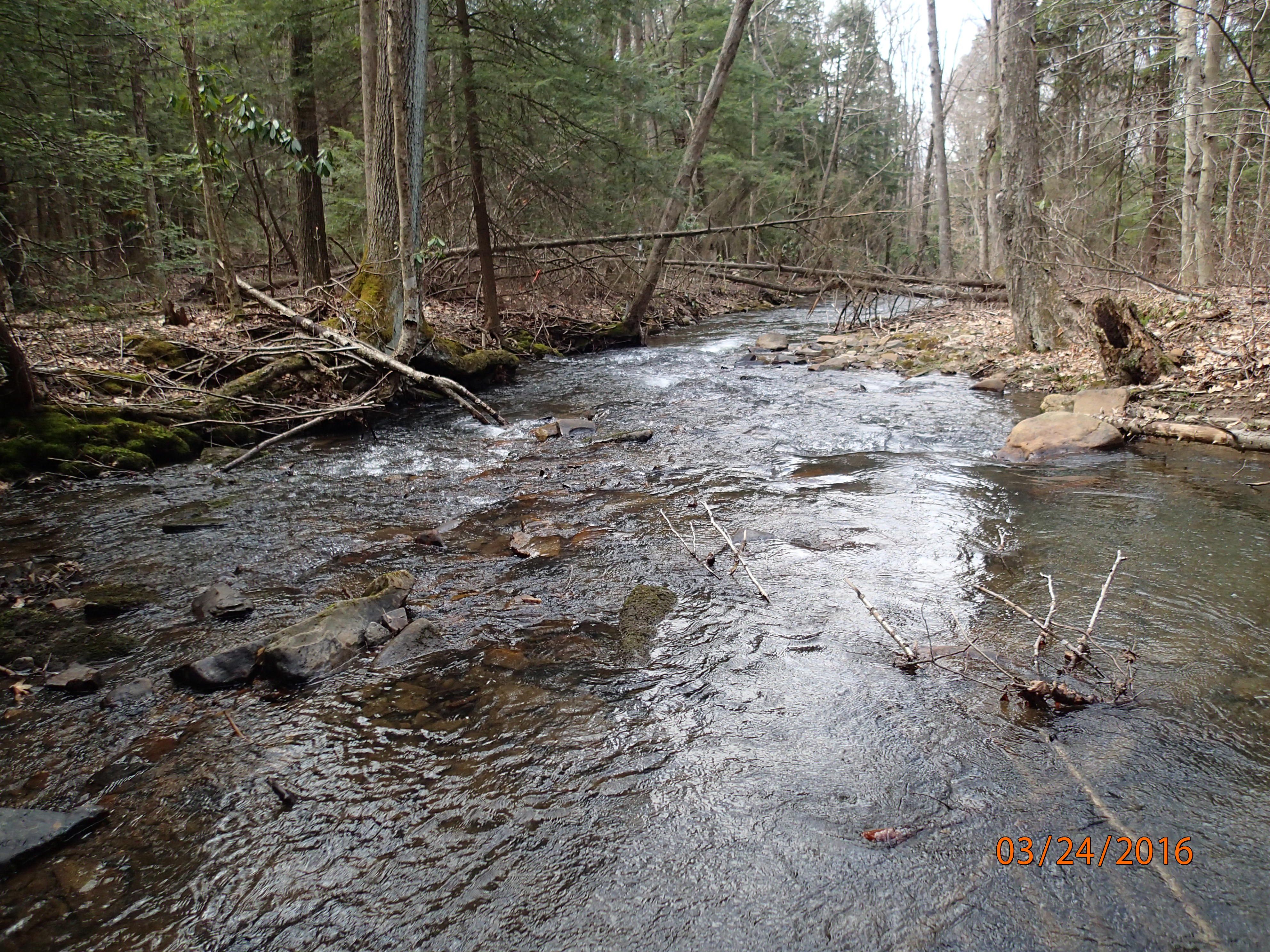 Field photo showing stream conditions at site YOUG-432-S-2016-MidpointPDownstream