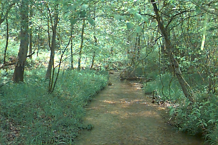 Field photo showing stream conditions at site ZEKI-012-S-2000-01