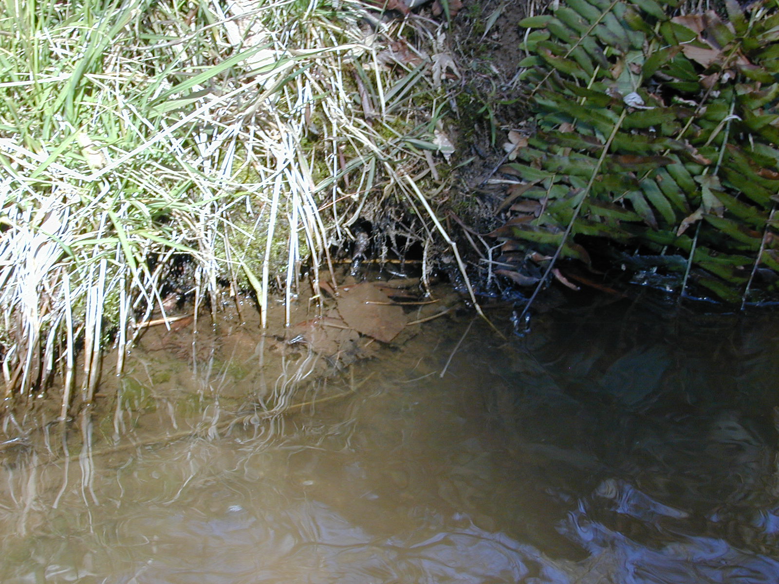 Field photo showing stream conditions at site ZEKI-012-S-2001-85